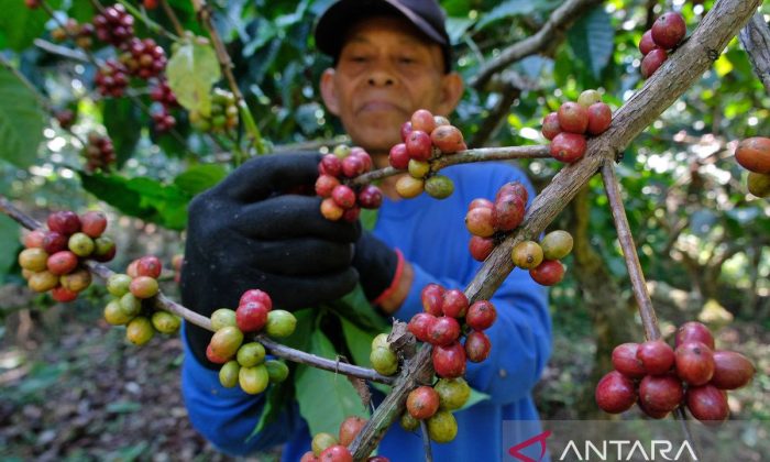 Kulon Progo memperkuat ekonomi kerakyatan lewat peluncuran "Kopi Roro"
