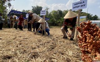Pemkab Bantul gencarkan budi daya sorgum sebagai opsi pengganti beras