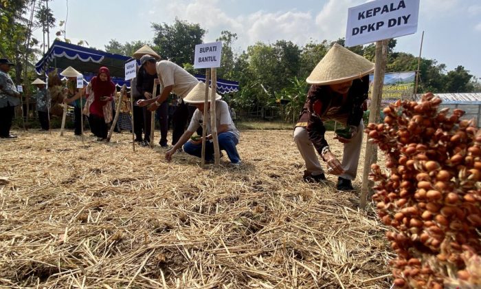 Pemkab Bantul gencarkan budi daya sorgum sebagai opsi pengganti beras