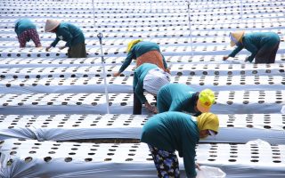 Bantul terapkan pertanian berbasis IoT untuk mudahkan kerja petani