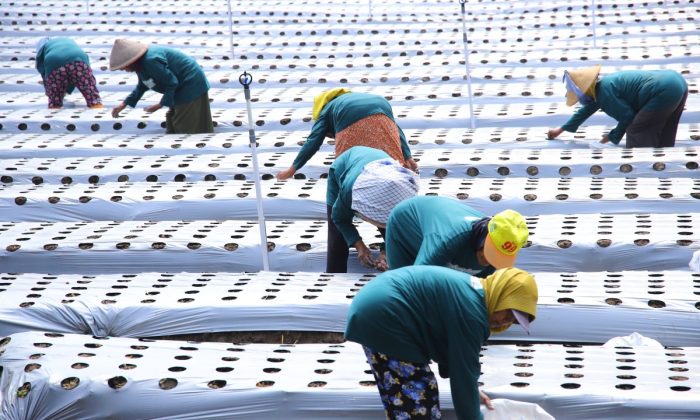 Bantul terapkan pertanian berbasis IoT untuk mudahkan kerja petani