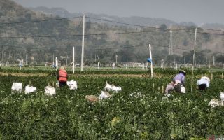 Pemkab Bantul menerima aspirasi petani bawang merah soal produktivitas