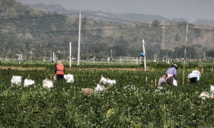 Pemkab Bantul menerima aspirasi petani bawang merah soal produktivitas