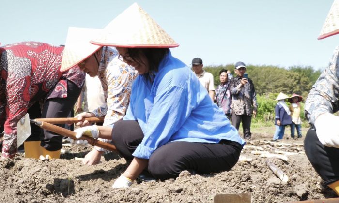 Pemkab Bantul tanam tebu di lahan 2,5 hektare untuk mendukung swasembada gula