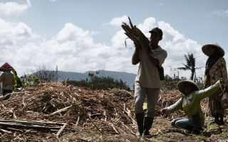 Bupati: Bantul berpotensi kembali jadi lumbung gula nasional
