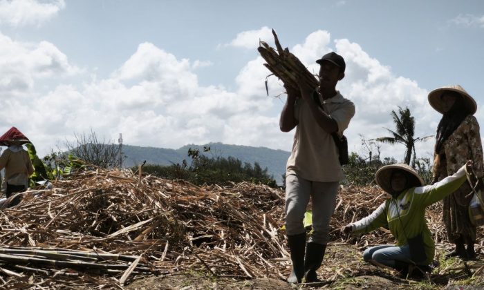 Bupati: Bantul berpotensi kembali jadi lumbung gula nasional