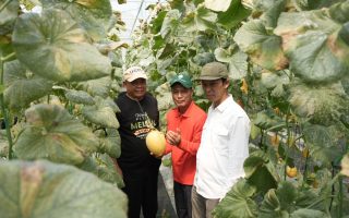 Bumkal Sumberharjo Prambanan Sleman sukses budi daya melon premium