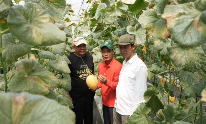 Bumkal Sumberharjo Prambanan Sleman sukses budi daya melon premium