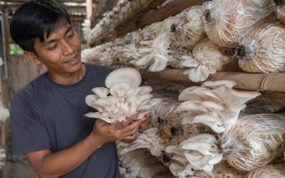 Ide Bisnis Budidaya Jamur Tiram, Modal Ratusan Ribu Sudah Bisa Panen dan Raup Cuan dari Rumah!