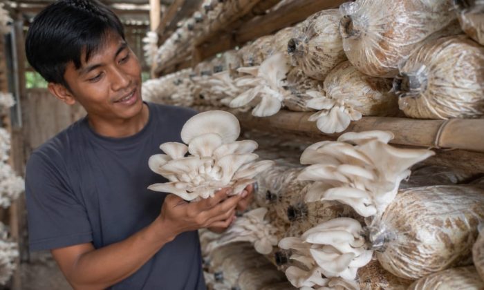 Ide Bisnis Budidaya Jamur Tiram, Modal Ratusan Ribu Sudah Bisa Panen dan Raup Cuan dari Rumah!