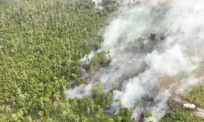 KLH Hitung Kerugian Negara Imbas Karhutla Capai Rp5,30 Triliun, 19 Perusahaan Diperiksa