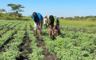 New Chickpea Variety to Drive Climate Resilience in Africa
