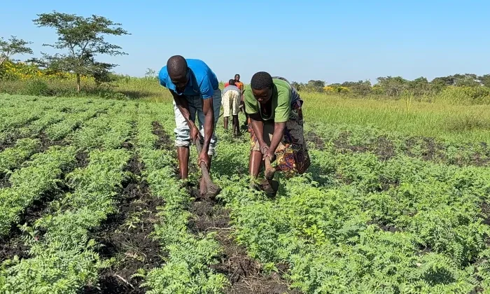 New Chickpea Variety to Drive Climate Resilience in Africa