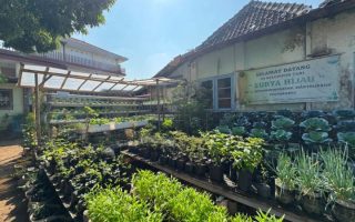 Yogyakarta optimalkan pekarangan rumah untuk bangun ketahanan pangan
