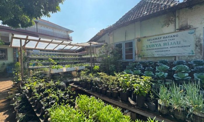 Yogyakarta optimalkan pekarangan rumah untuk bangun ketahanan pangan