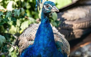 Peacock party takes pride of place in nod to decades of turbulent history