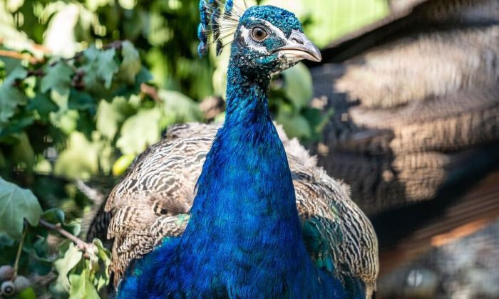 Peacock party takes pride of place in nod to decades of turbulent history