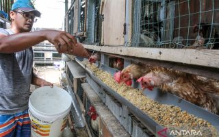Kemendag siapkan sejumlah solusi atasi harga telur anjlok di peternak