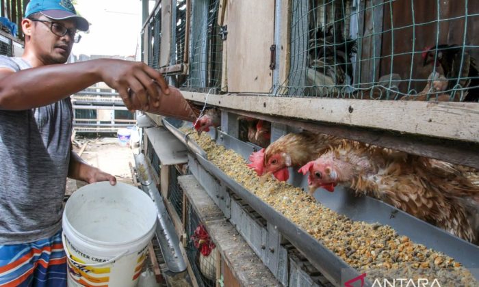 Kemendag siapkan sejumlah solusi atasi harga telur anjlok di peternak