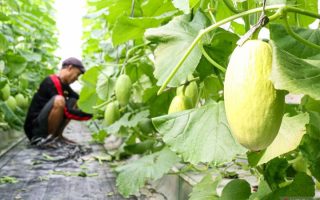 Budi daya melon premium