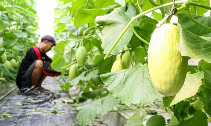 Budi daya melon premium