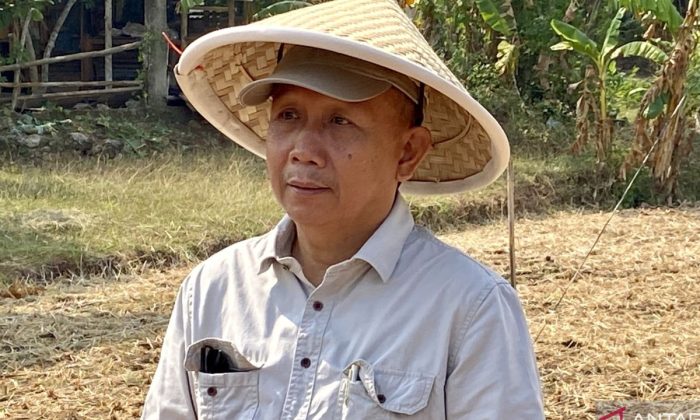 DKPP Bantul sebut kemarau panjang belum berdampak ke pertanian