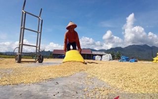 Wamenko: Harga gabah tembus Rp8.000 per kg, HET-HPP masih dikaji
