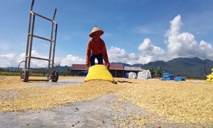 Wamenko: Harga gabah tembus Rp8.000 per kg, HET-HPP masih dikaji