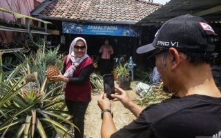 Eduwisata Kampung Nanas Jumbo di Sleman