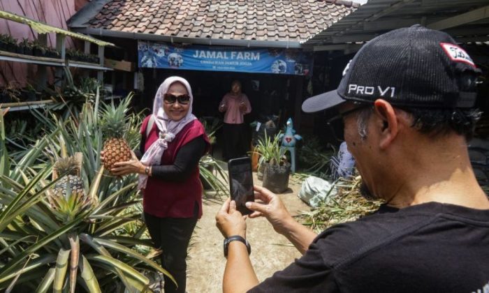 Eduwisata Kampung Nanas Jumbo di Sleman
