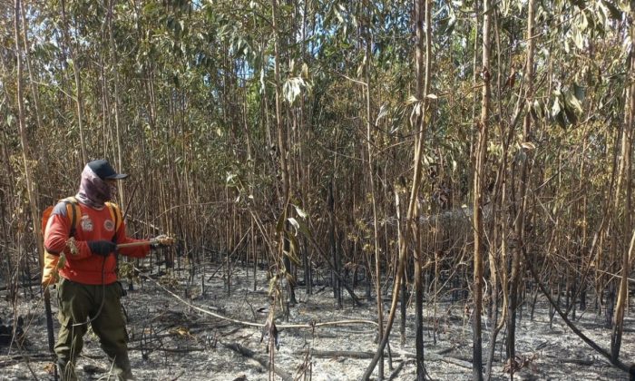 Polda Kalsel Bidik 2 Korporasi di Balik Karhutla Banjarbaru, 74 Lokasi Diselidiki
