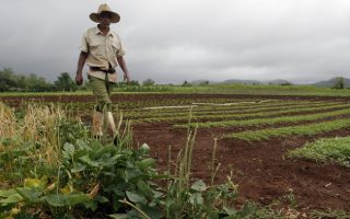FAO and the Global South: Advancing Agrifood Transformation through South-South and Triangular Cooperation
