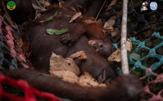 Induk dan anak orang utan dievakuasi akibat karhutla meluas