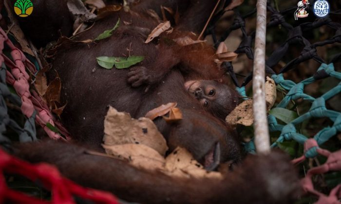 Induk dan anak orang utan dievakuasi akibat karhutla meluas