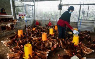 Kementan dorong transisi peternakan ayam bebas sangkar