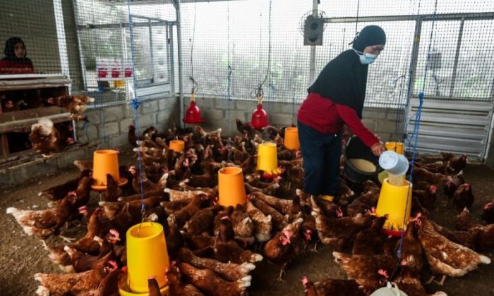 Kementan dorong transisi peternakan ayam bebas sangkar