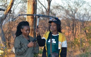 How Saving Cattle in Zimbabwe is Saving Its Lions