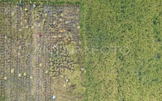 Pemerintah hitung ulang ketahanan pangan RI petakan dampak El Nino