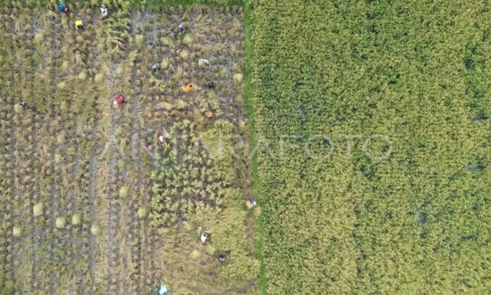 Pemerintah hitung ulang ketahanan pangan RI petakan dampak El Nino