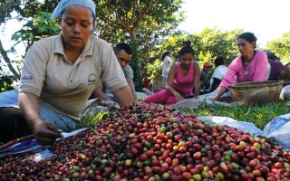 A Stronger Future for Coffee Starts Where It Is Grown