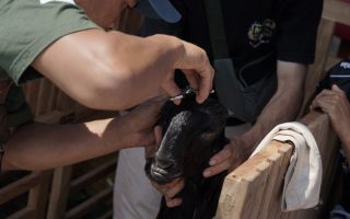 Ratusan kambing ras kaligesing meriahkan Piala Raja 2026 di Kulon Progo