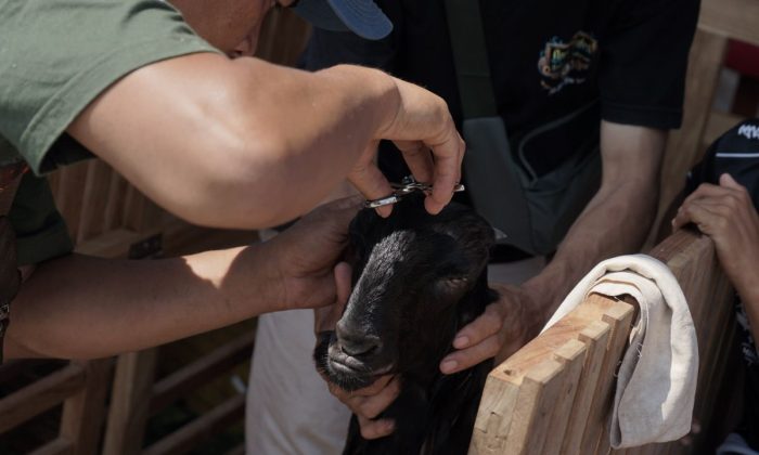Ratusan kambing ras kaligesing meriahkan Piala Raja 2026 di Kulon Progo