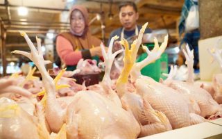 Bapanas siapkan subsidi angkut jaga harga daging ayam tetap wajar