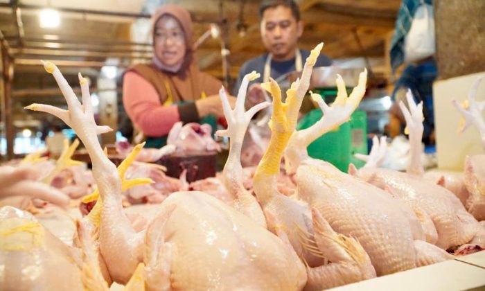 Bapanas siapkan subsidi angkut jaga harga daging ayam tetap wajar