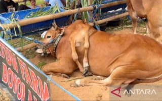 Penampakan Sapi Berkaki 6 Asal Boyolali, Juarai Kontes Piala Presiden