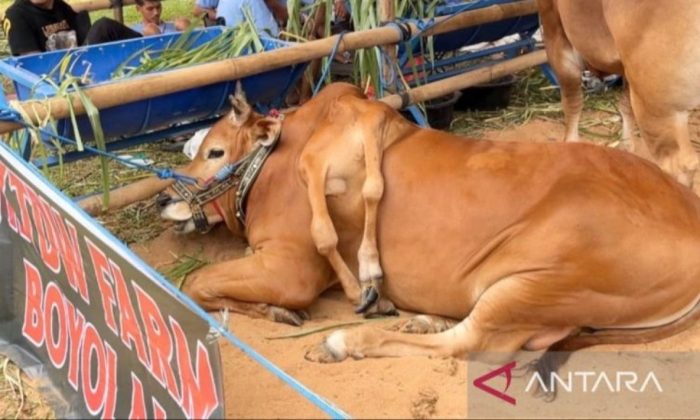 Penampakan Sapi Berkaki 6 Asal Boyolali, Juarai Kontes Piala Presiden