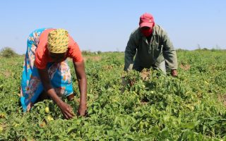 Workers Helping Feed the World but Starved of Dignity
