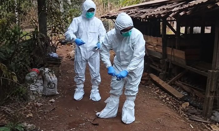 Kementan memperkuat pengendalian penyakit hewan usai temuan kasus antraks