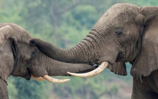 Uganda’s UN-supported wildlife forensics lab turns ivory seizures into convictions
