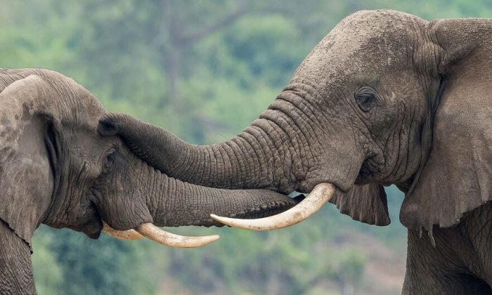 Uganda’s UN-supported wildlife forensics lab turns ivory seizures into convictions
